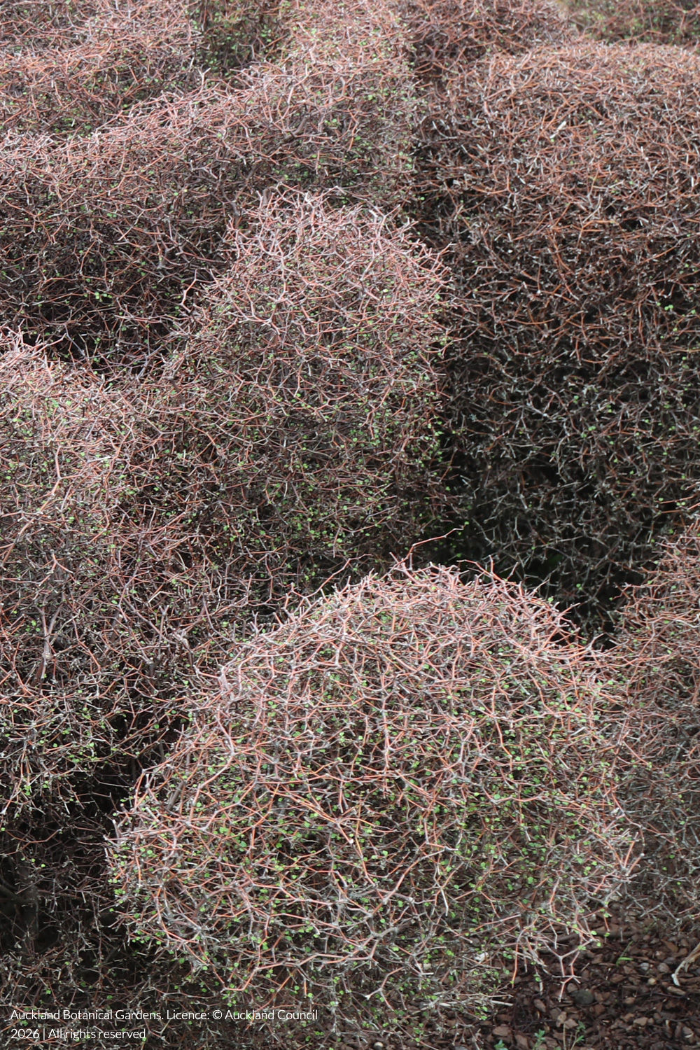 shrubby tororaro