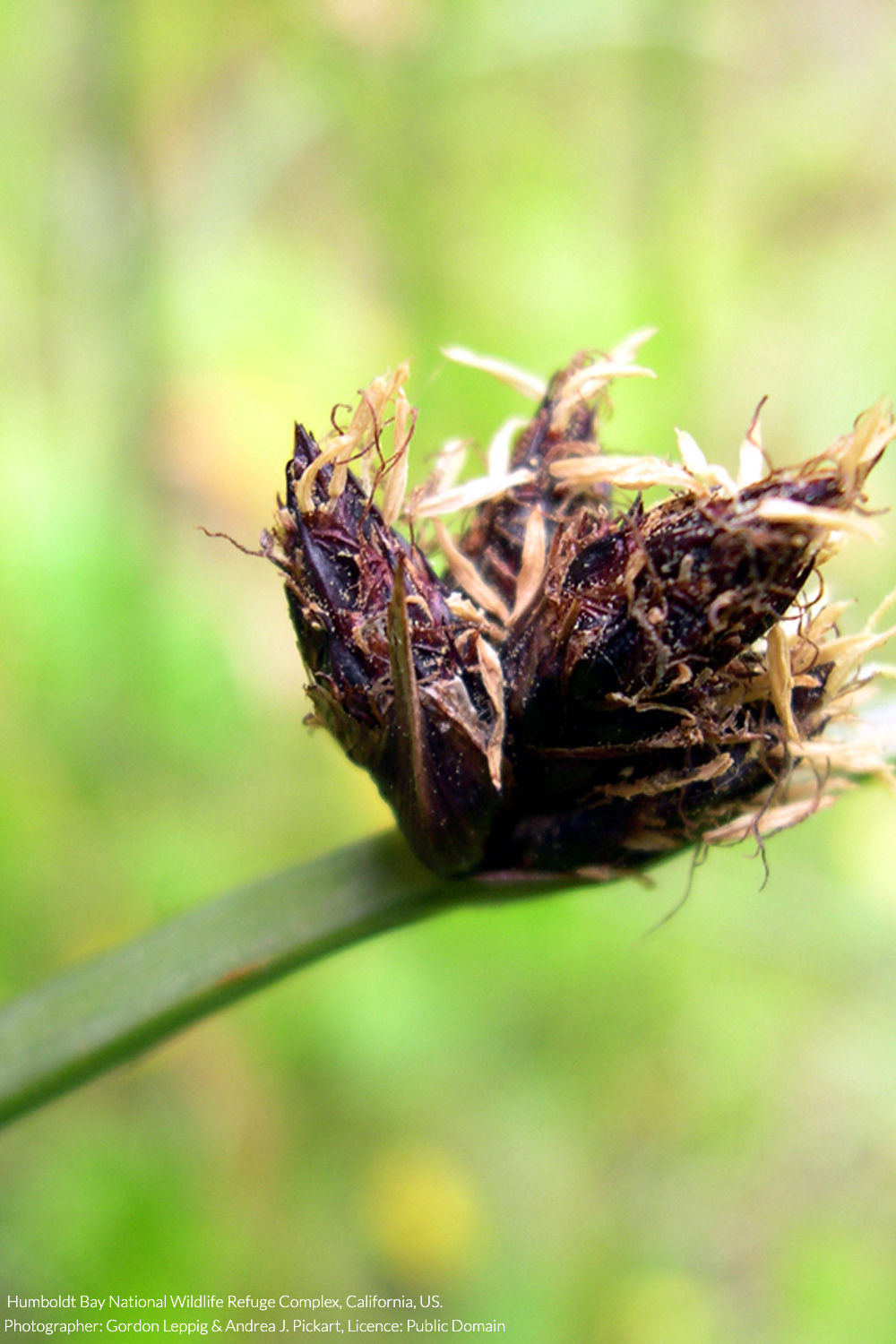 three-square sedge