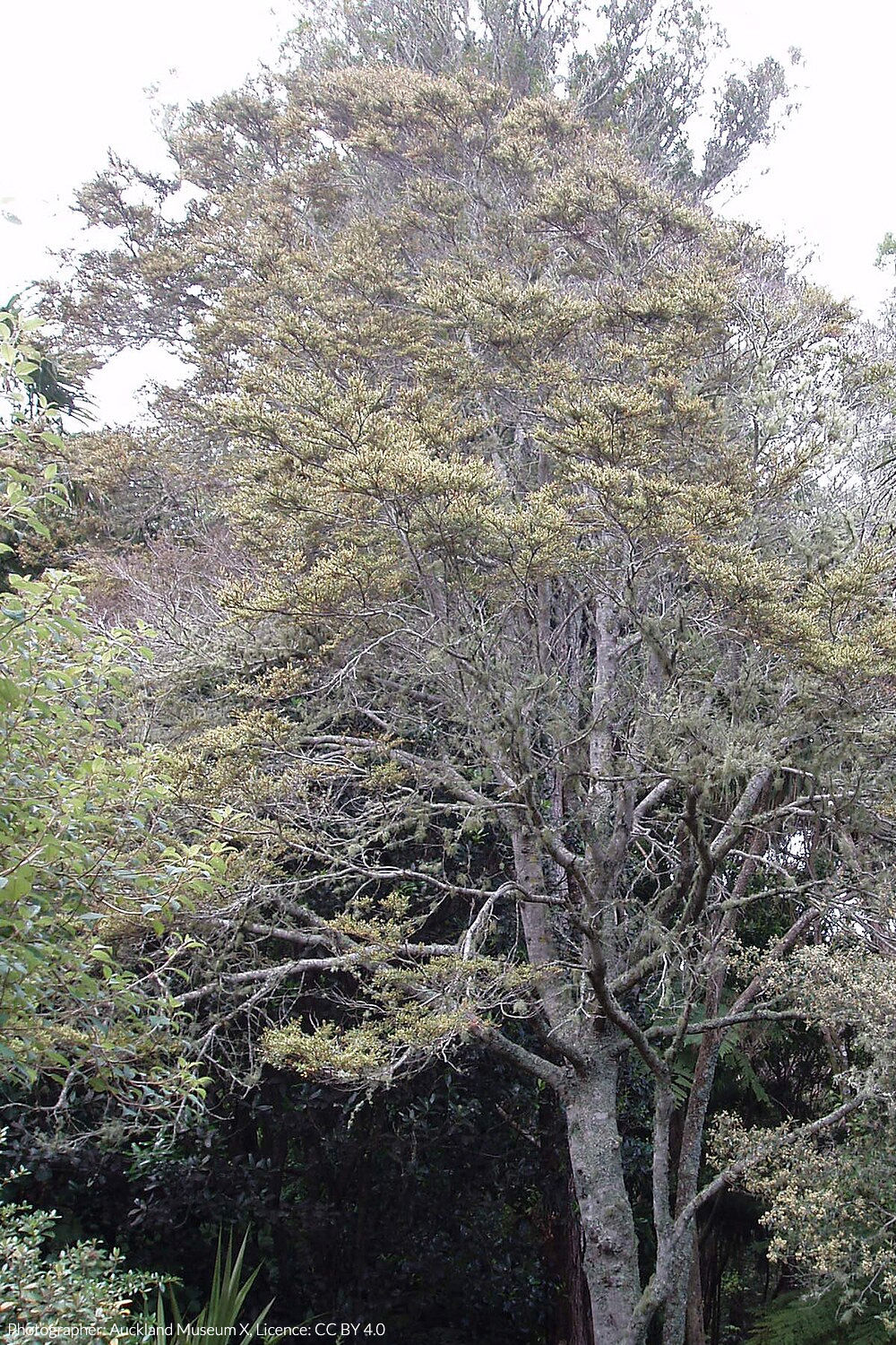 tawhai rauriki