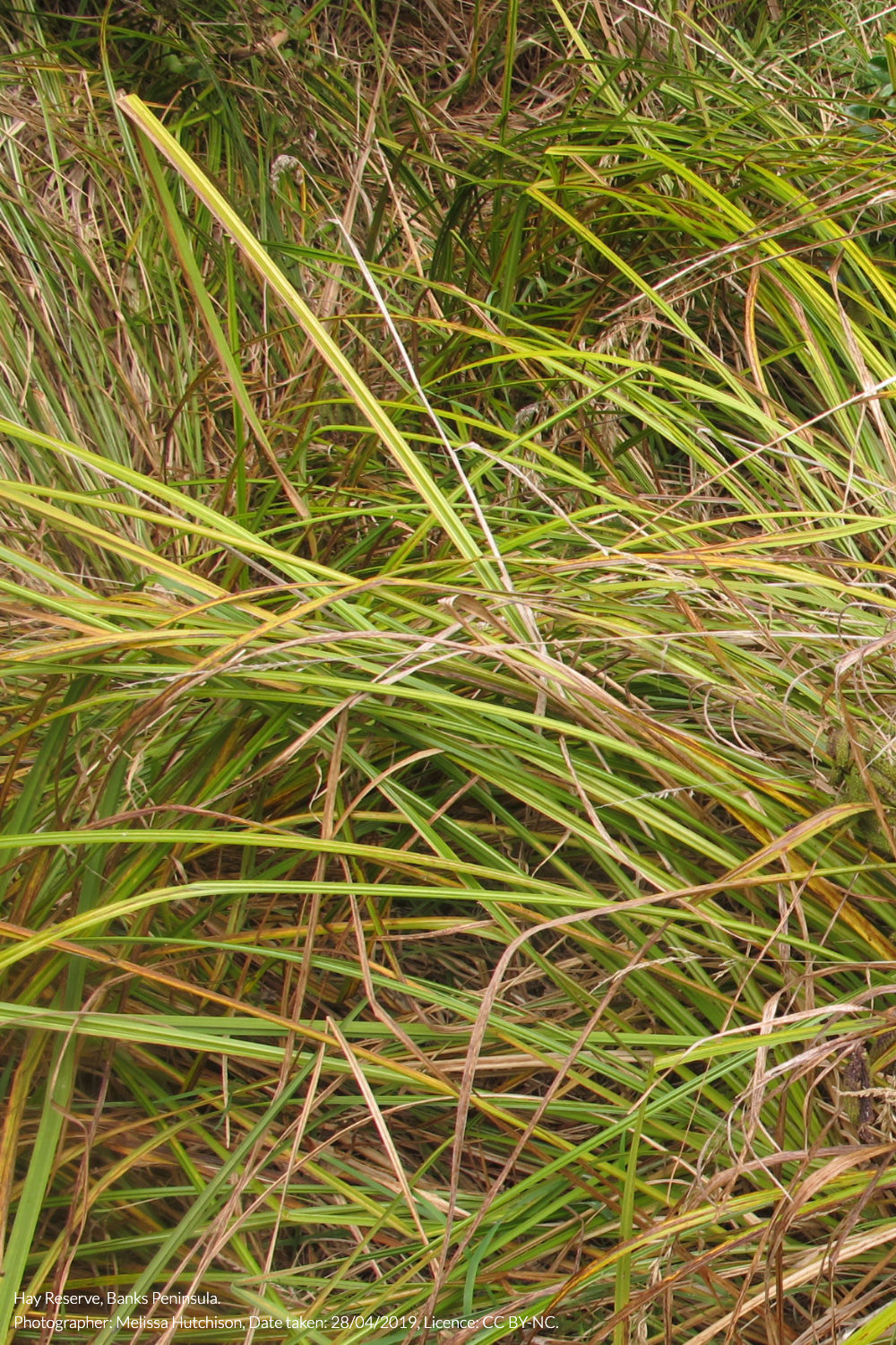 rautahi