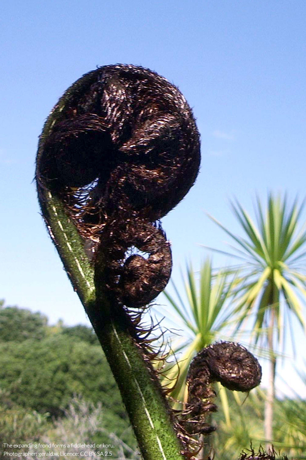 mamaku