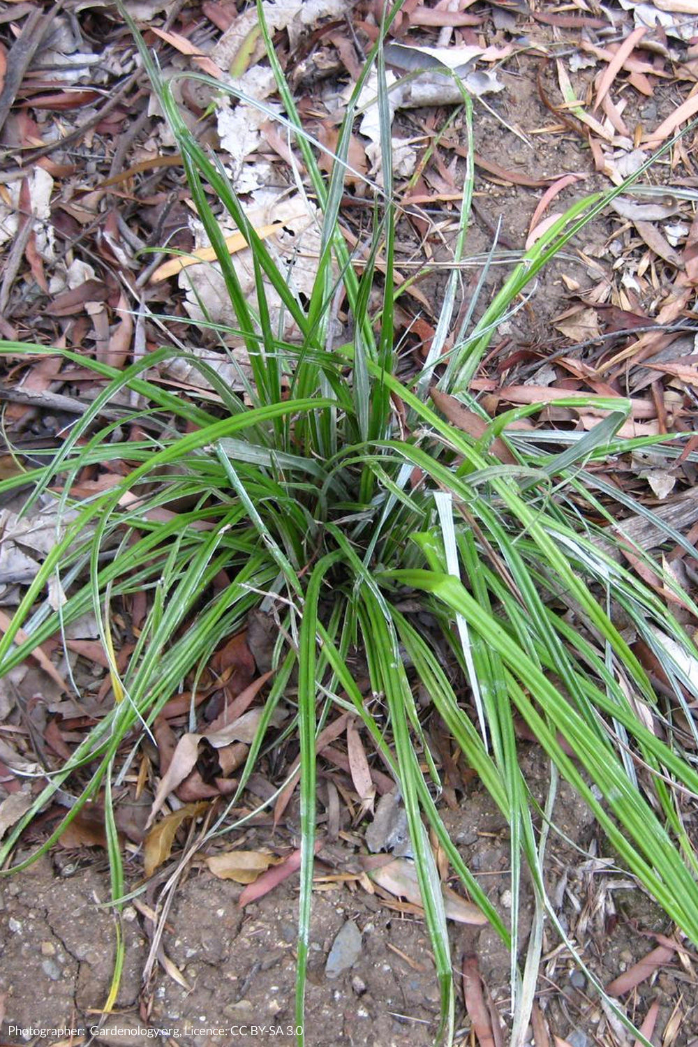 wharawhara