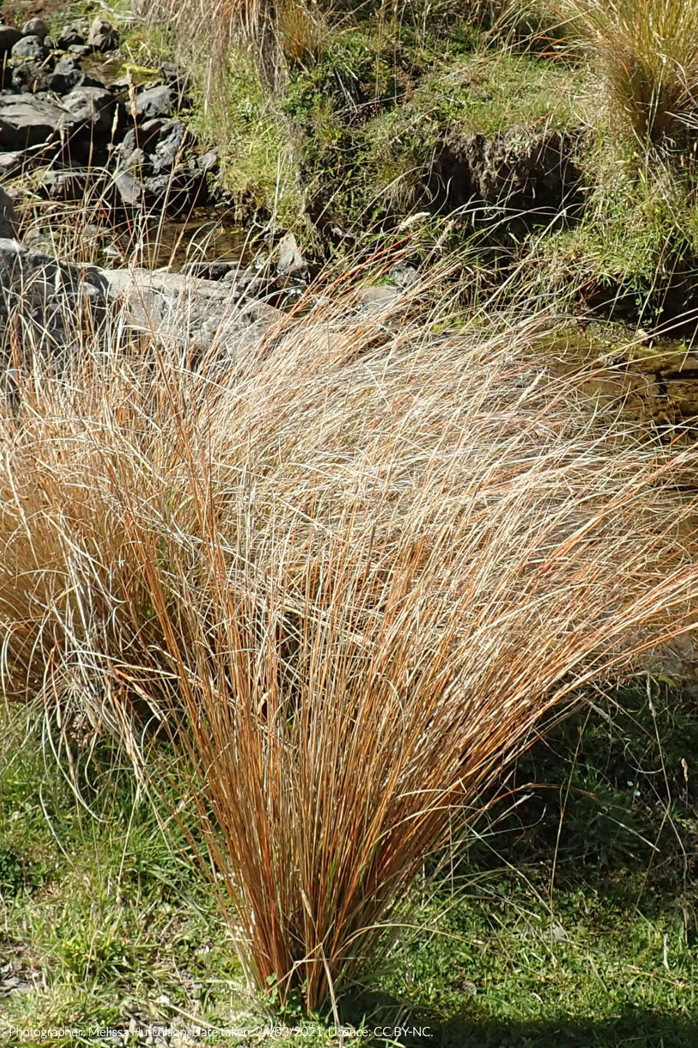 red karaihe