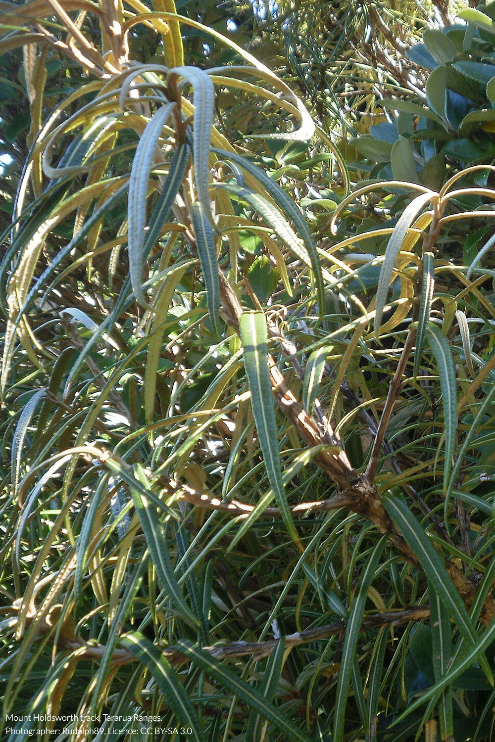 lancewood tree daisy