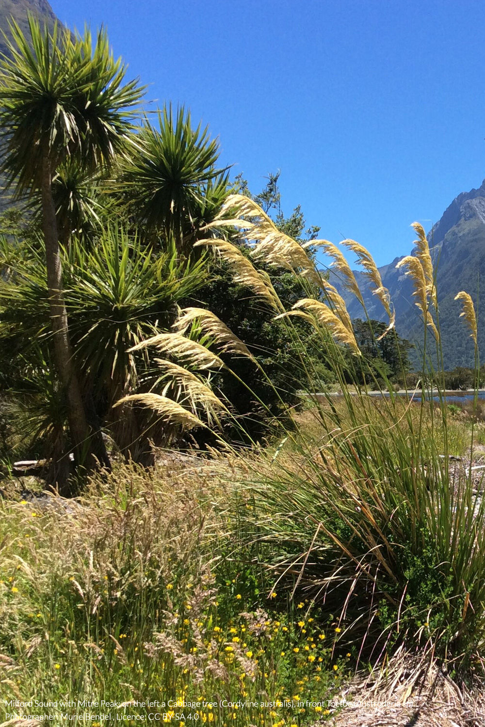 South Island toetoe