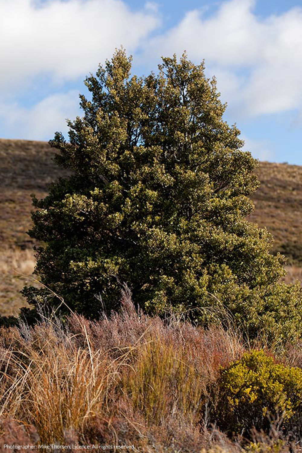 mountain toatoa