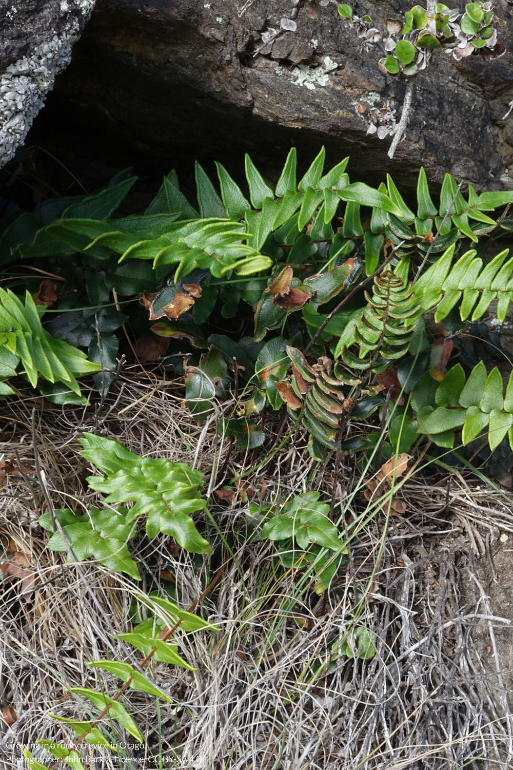 hot rock fern