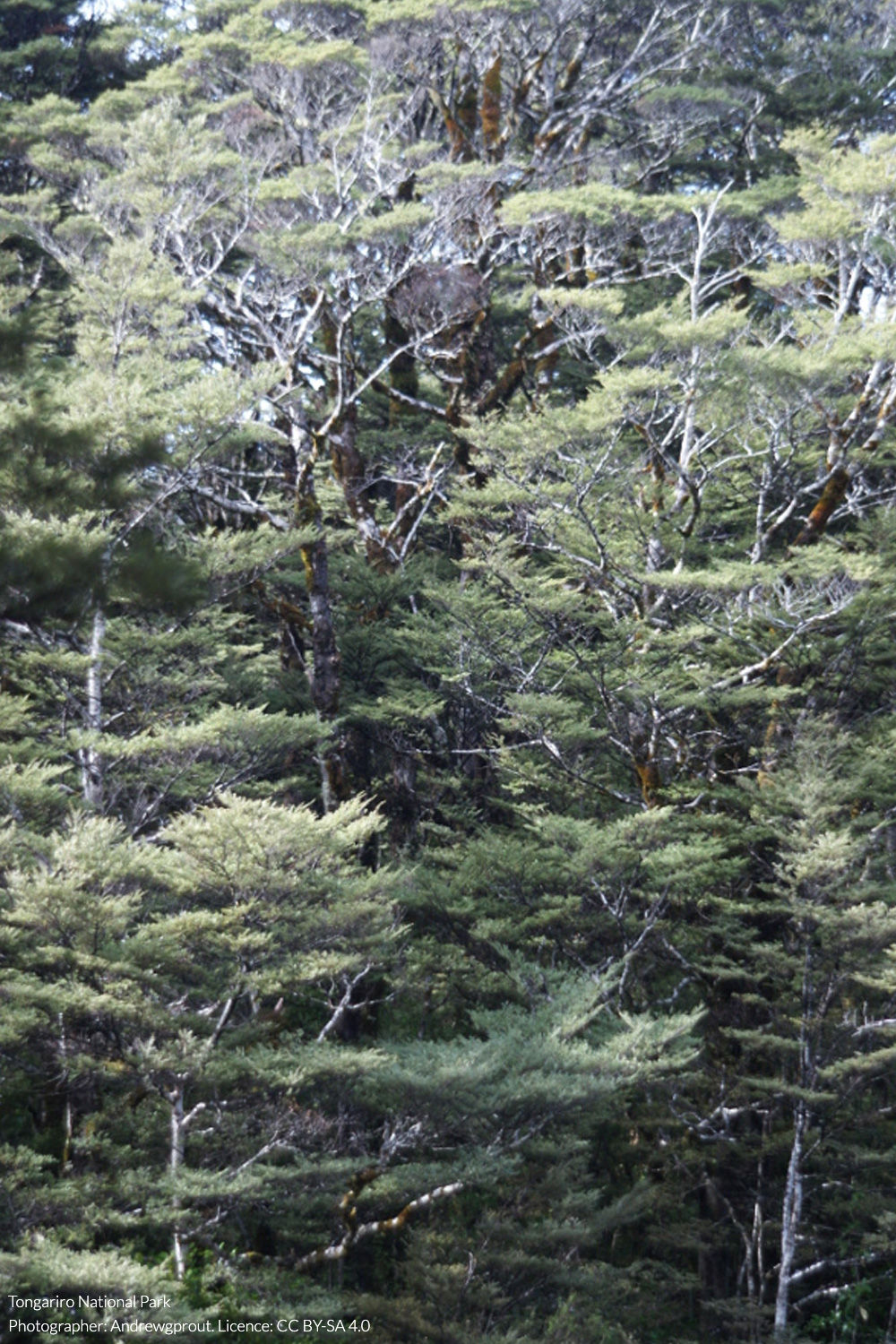 tawhai rauriki