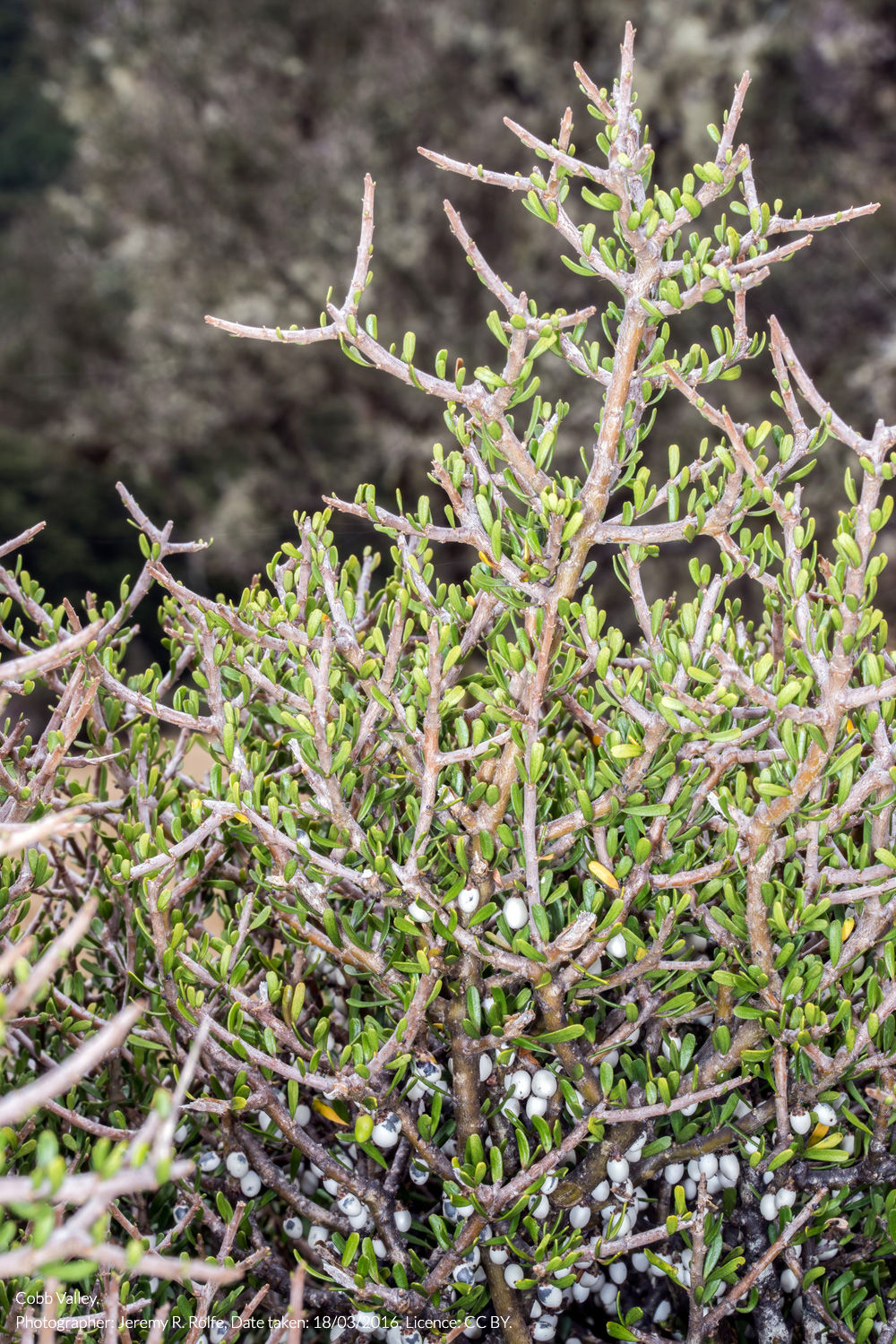 māhoe porcupine shrub