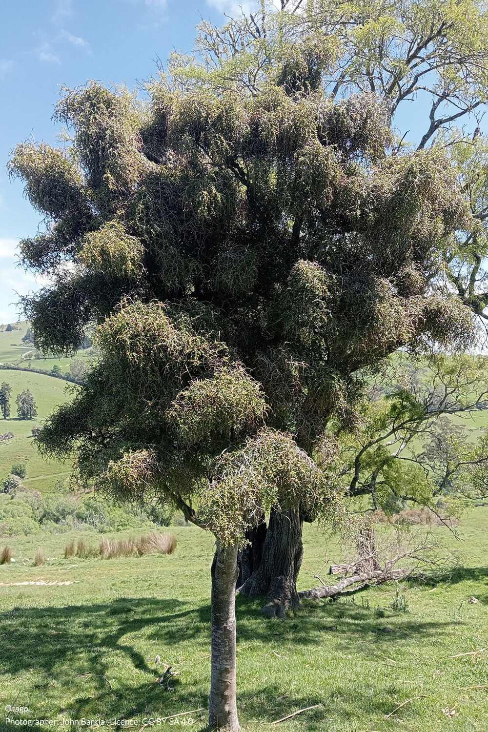weeping māpou
