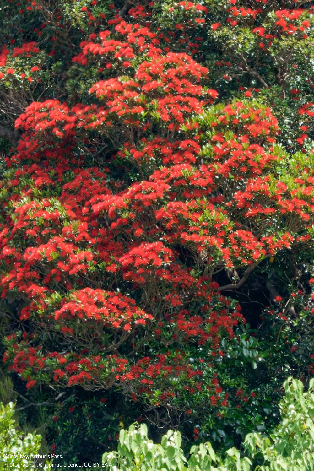Southern rātā