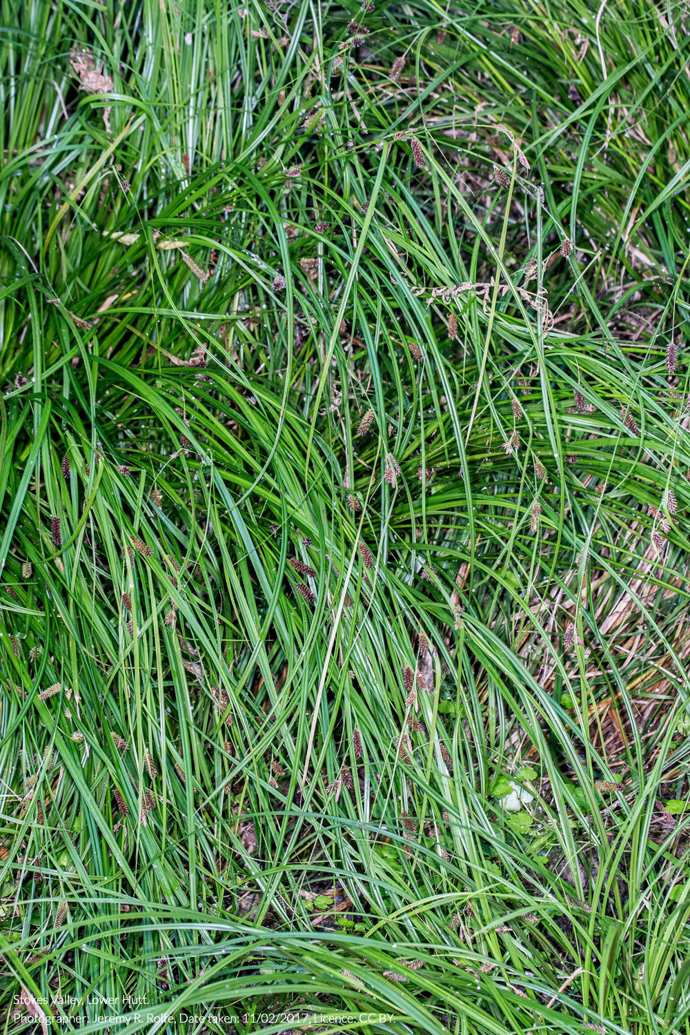 forest sedge