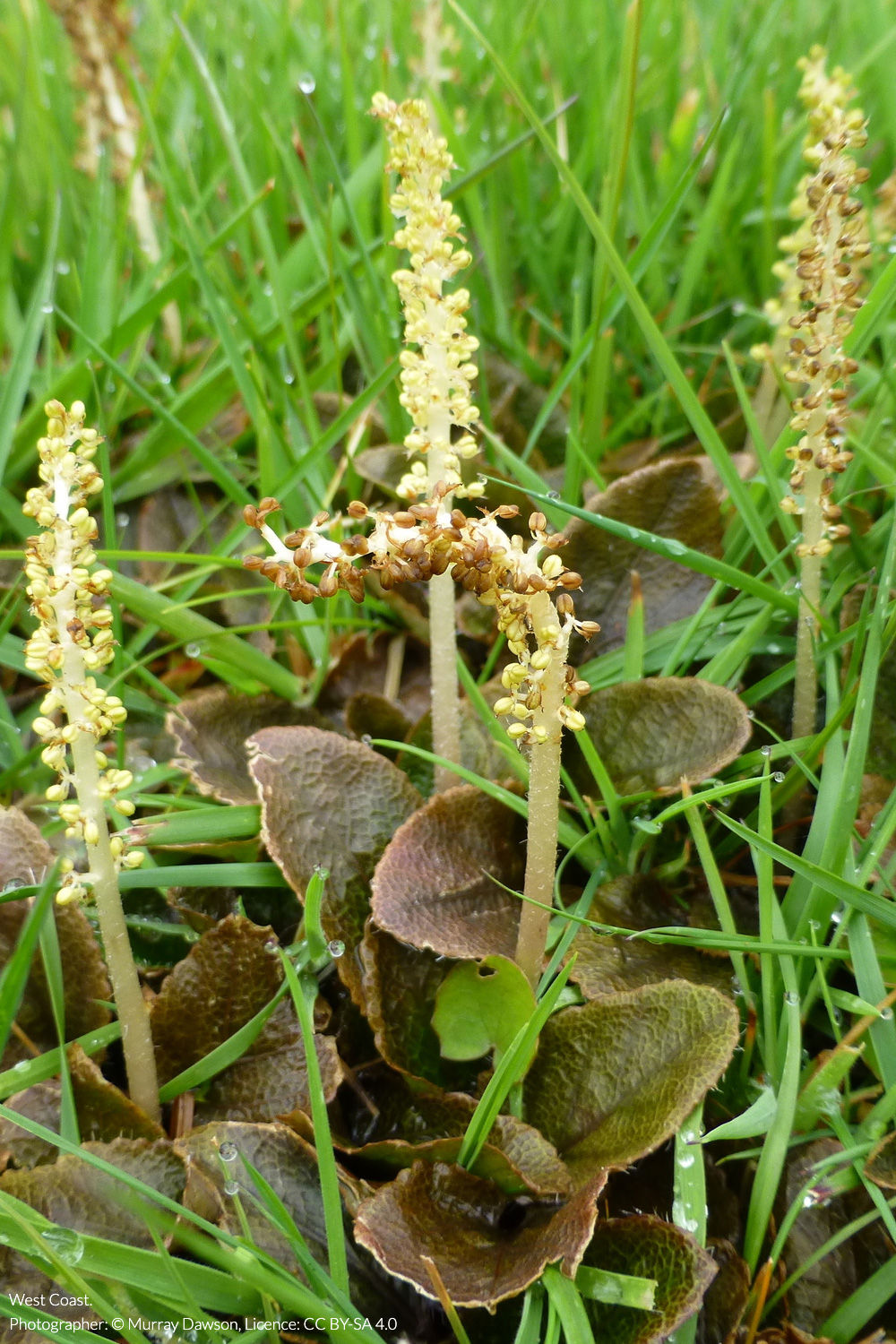 creeping gunnera