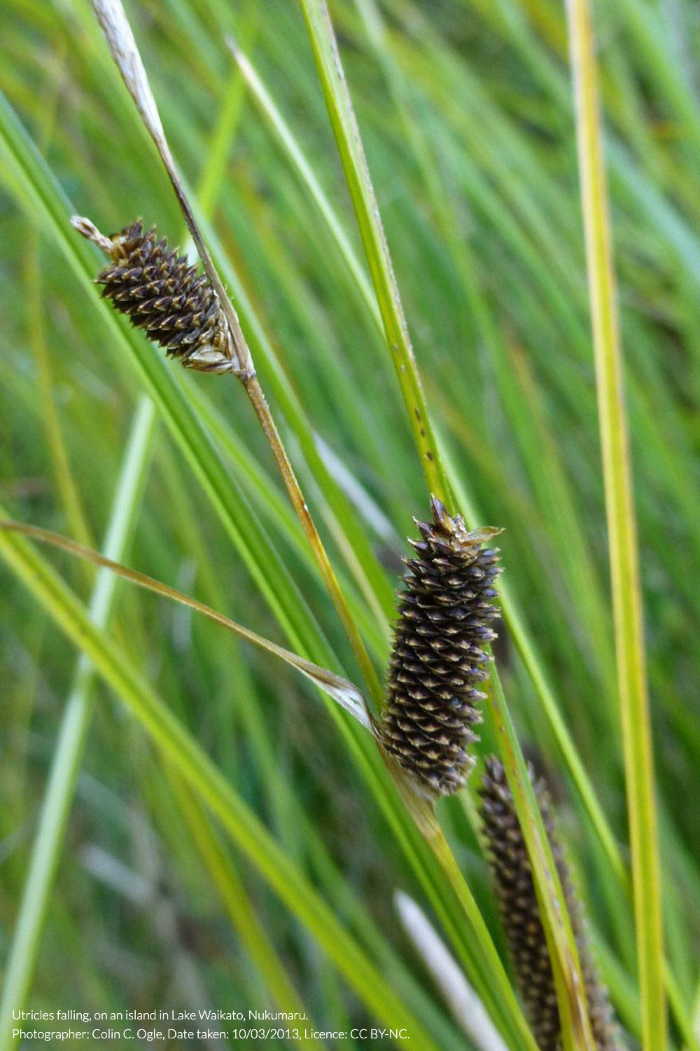 teasel sedge