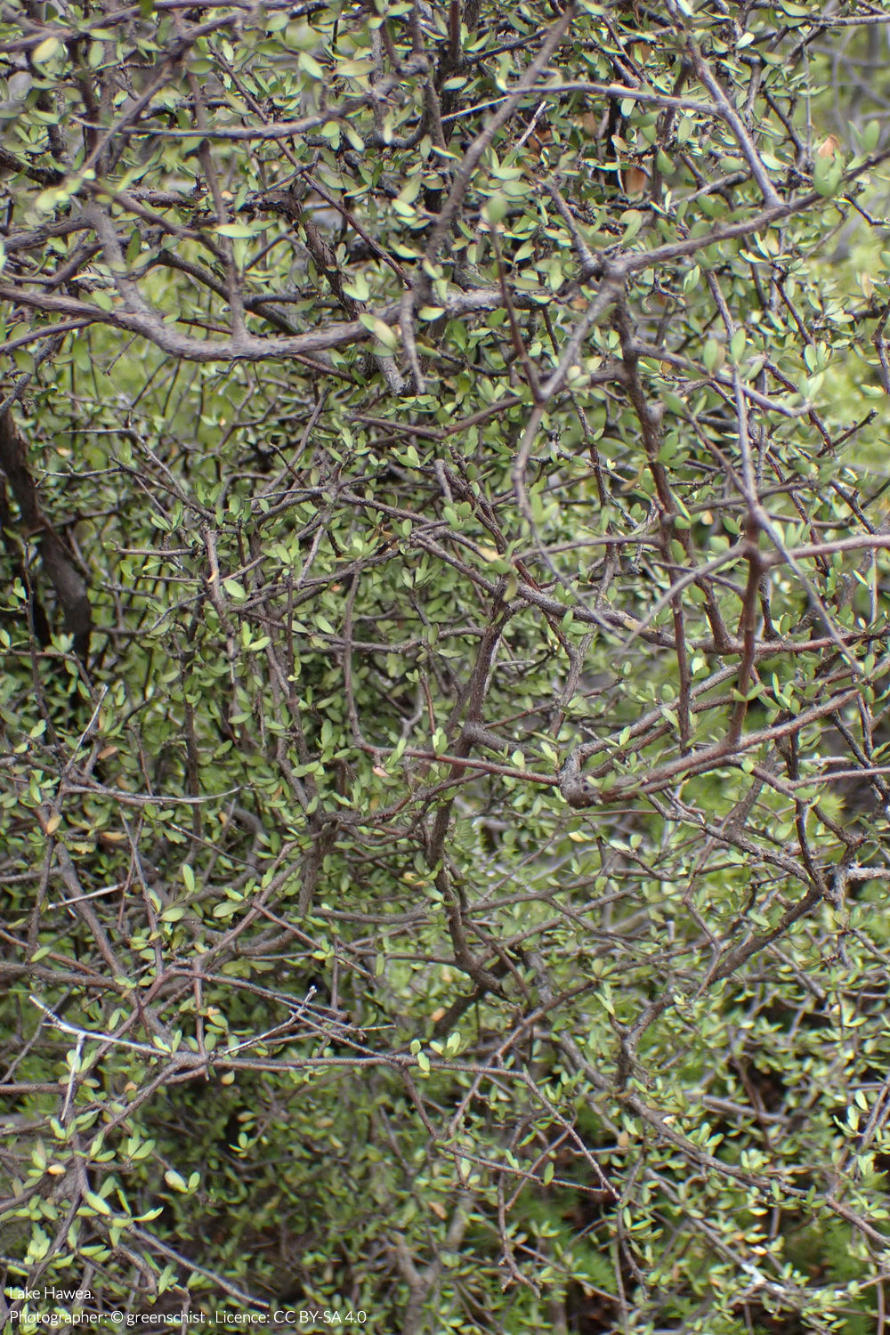 Pittosporum divaricatum