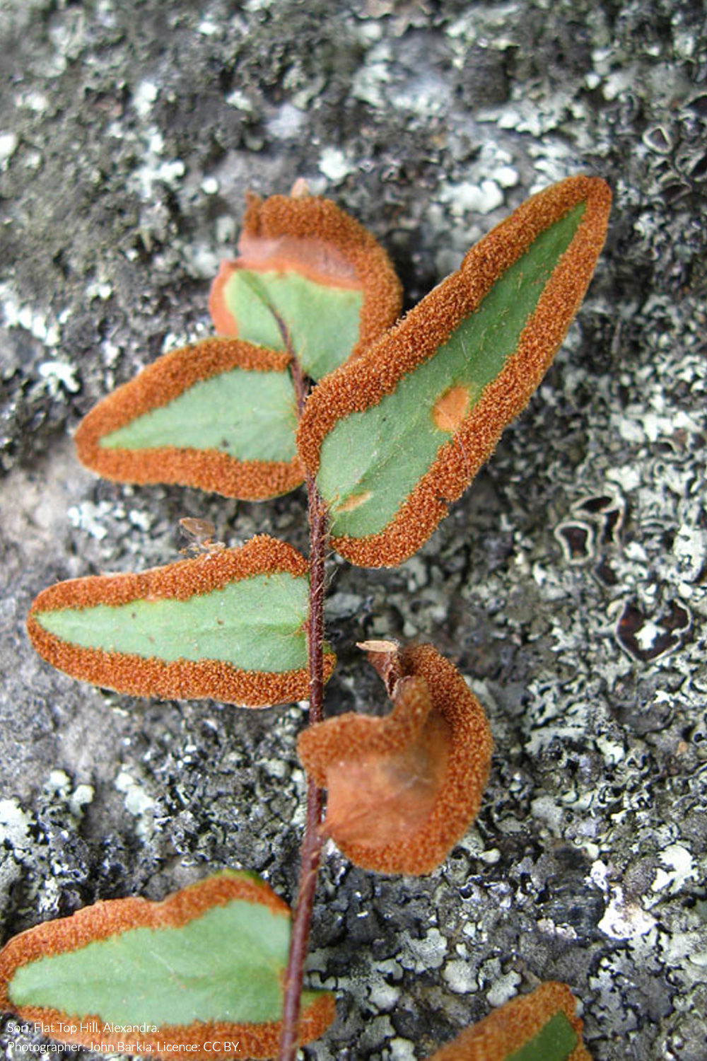 hot rock fern