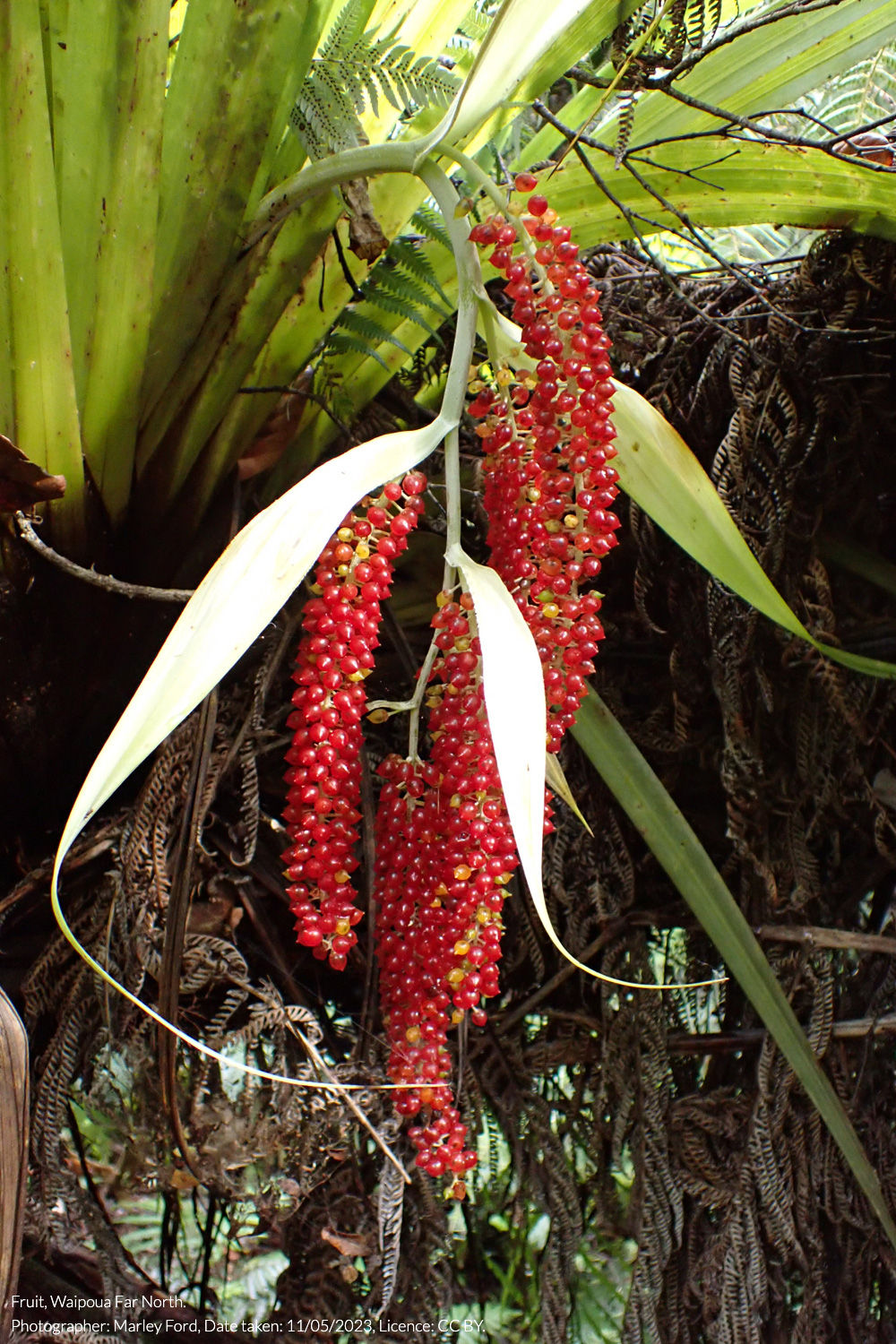 kahakaha
