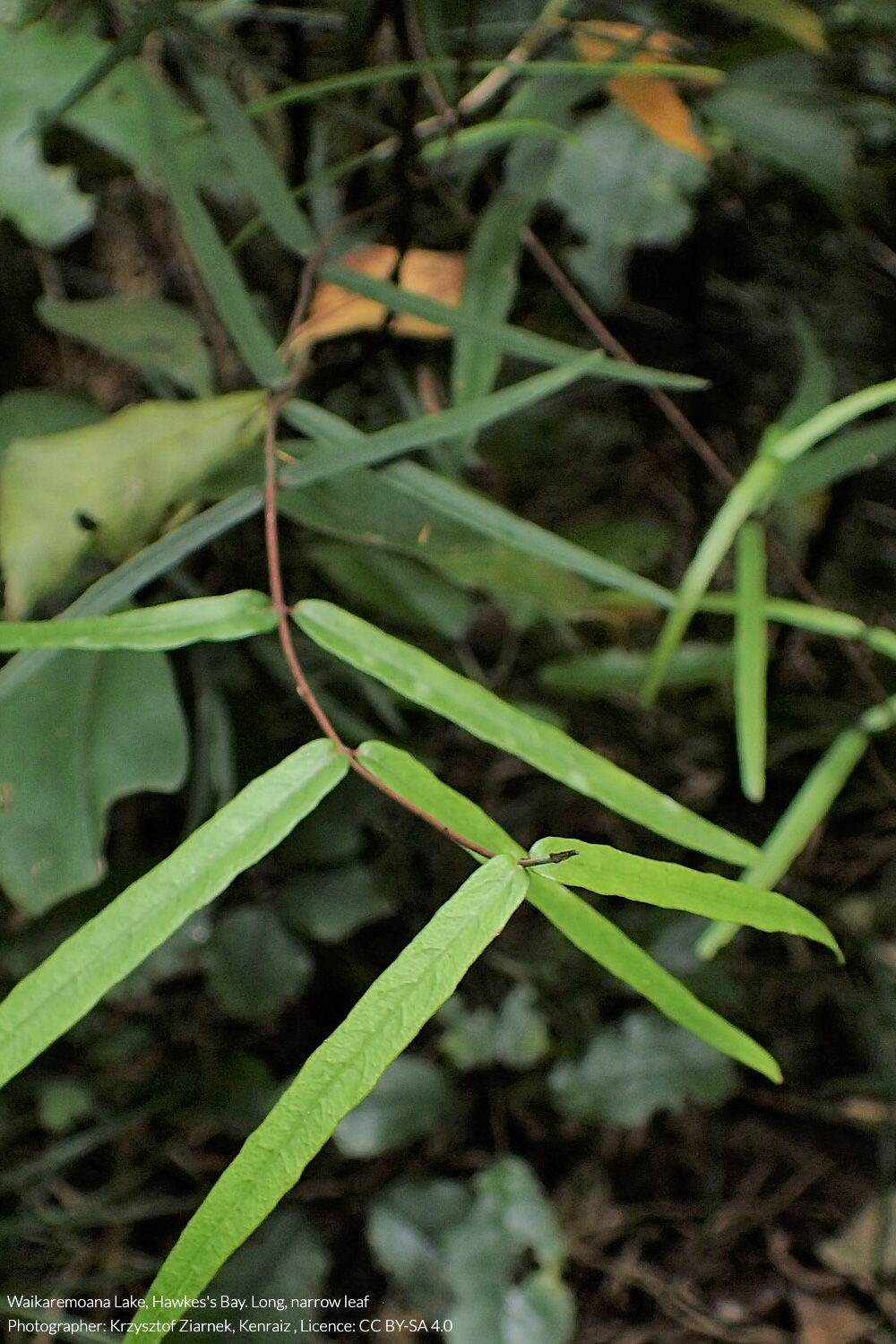 kaihua