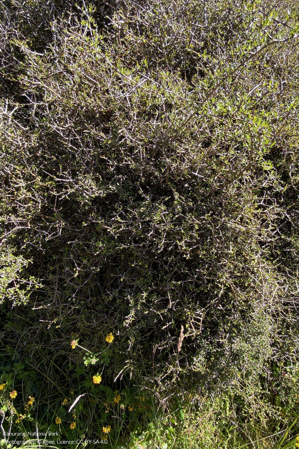 Pittosporum divaricatum