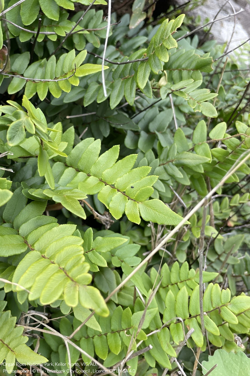 hot rock fern