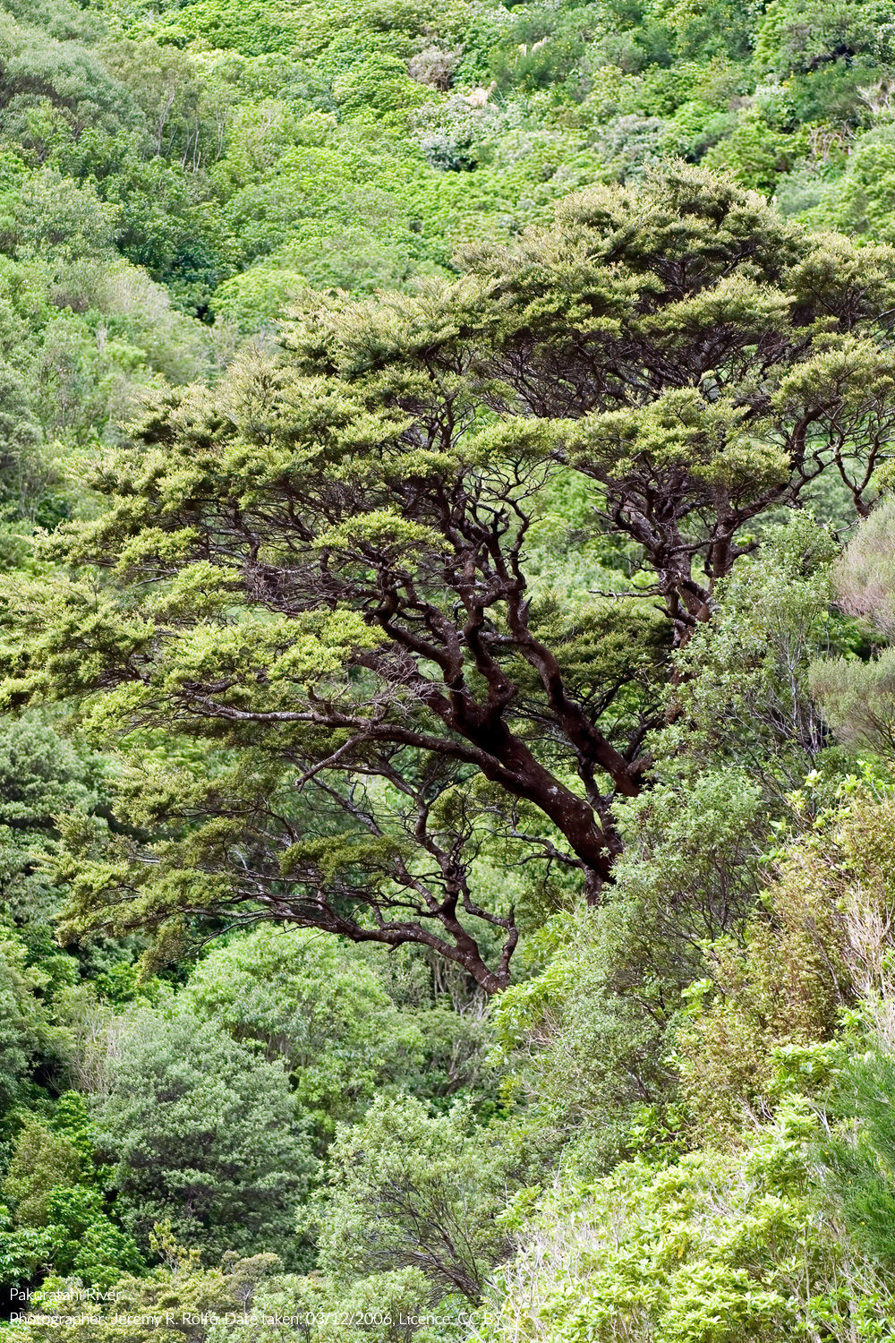 tāwhairauriki
