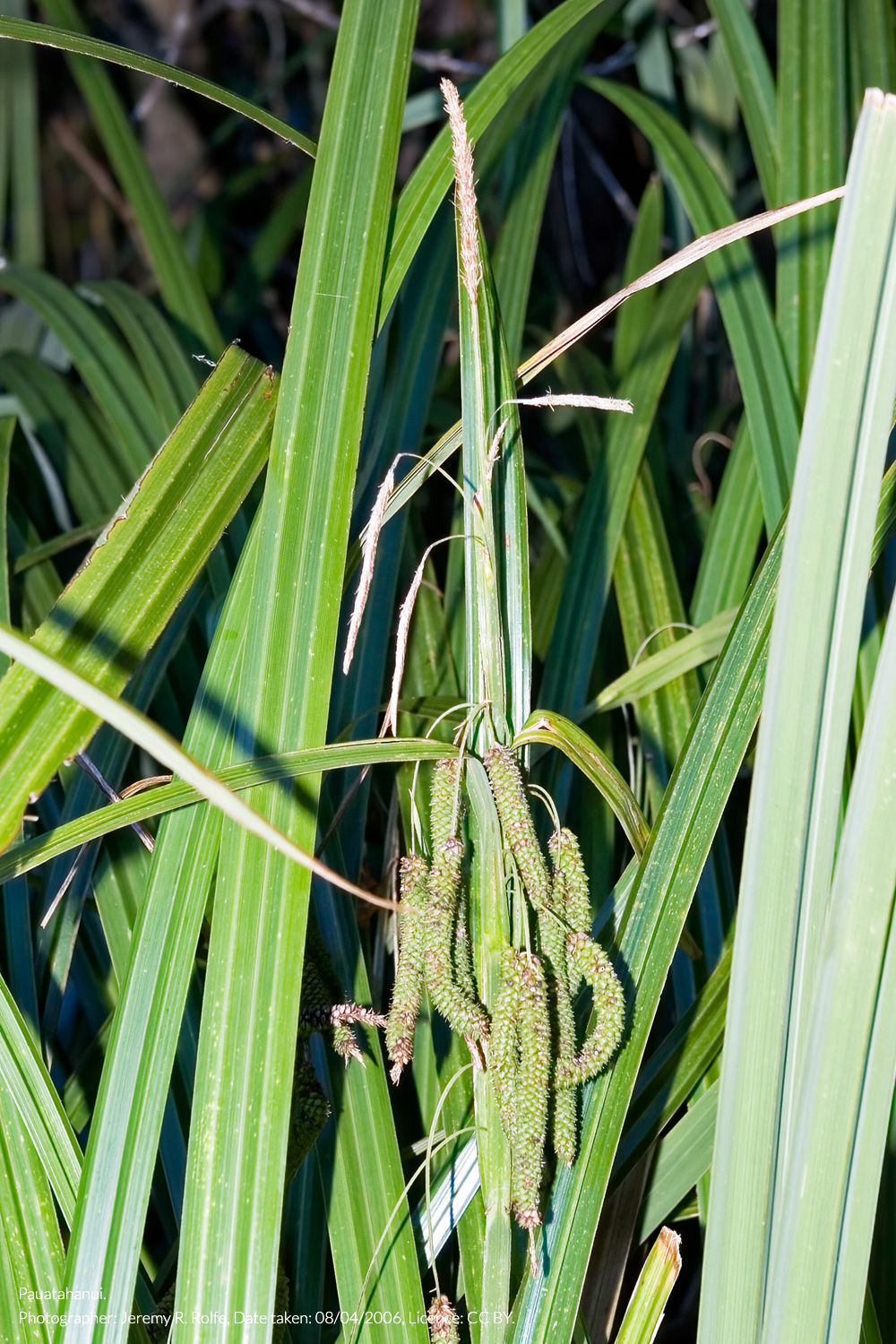 rautahi