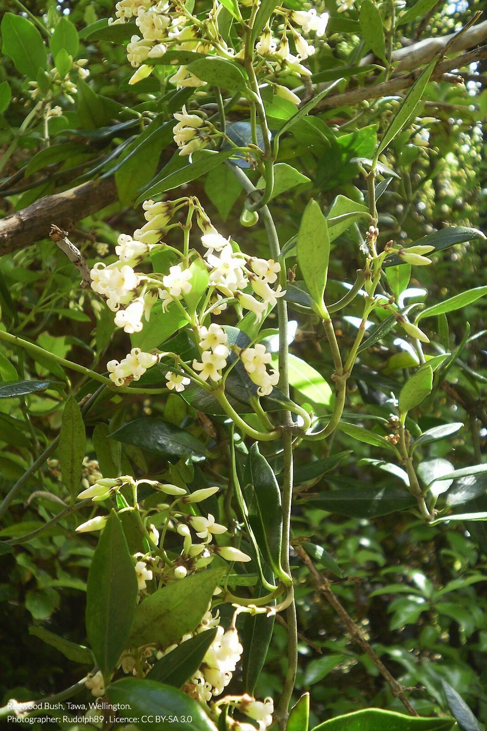 kaihua