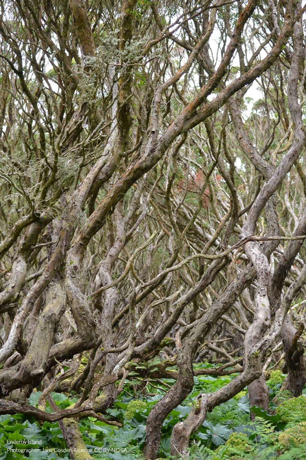 Southern rātā