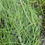 Thumbnail: streaked arrowgrass