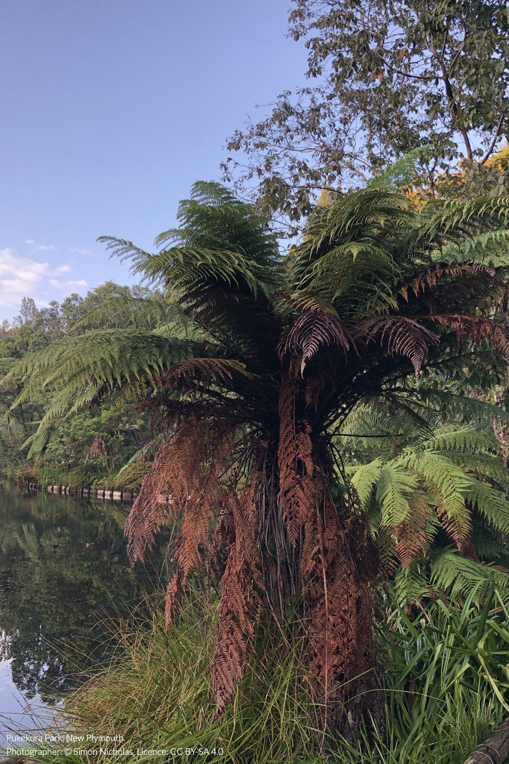 whekī-ponga