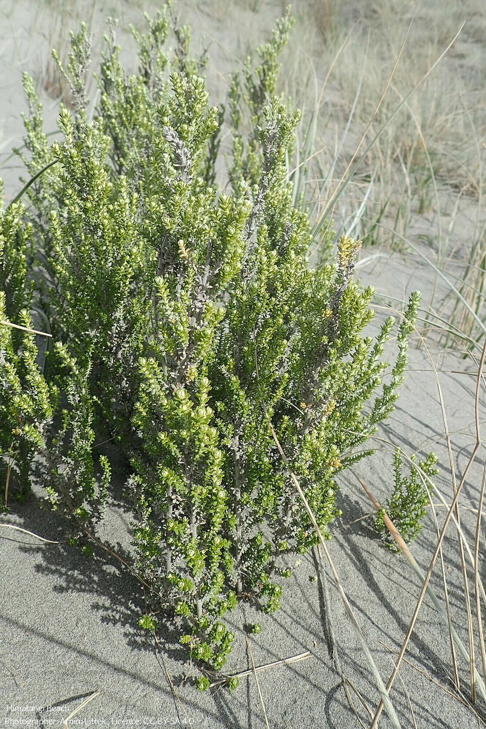 tauhinu