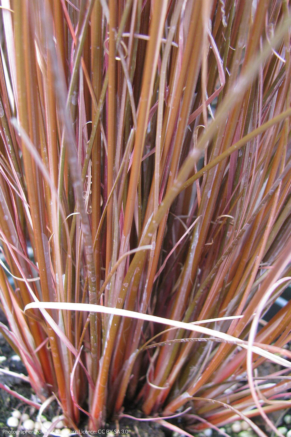 red karaihe