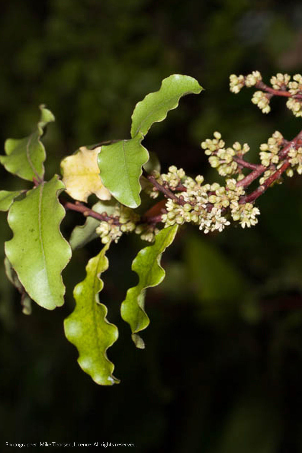 māpou