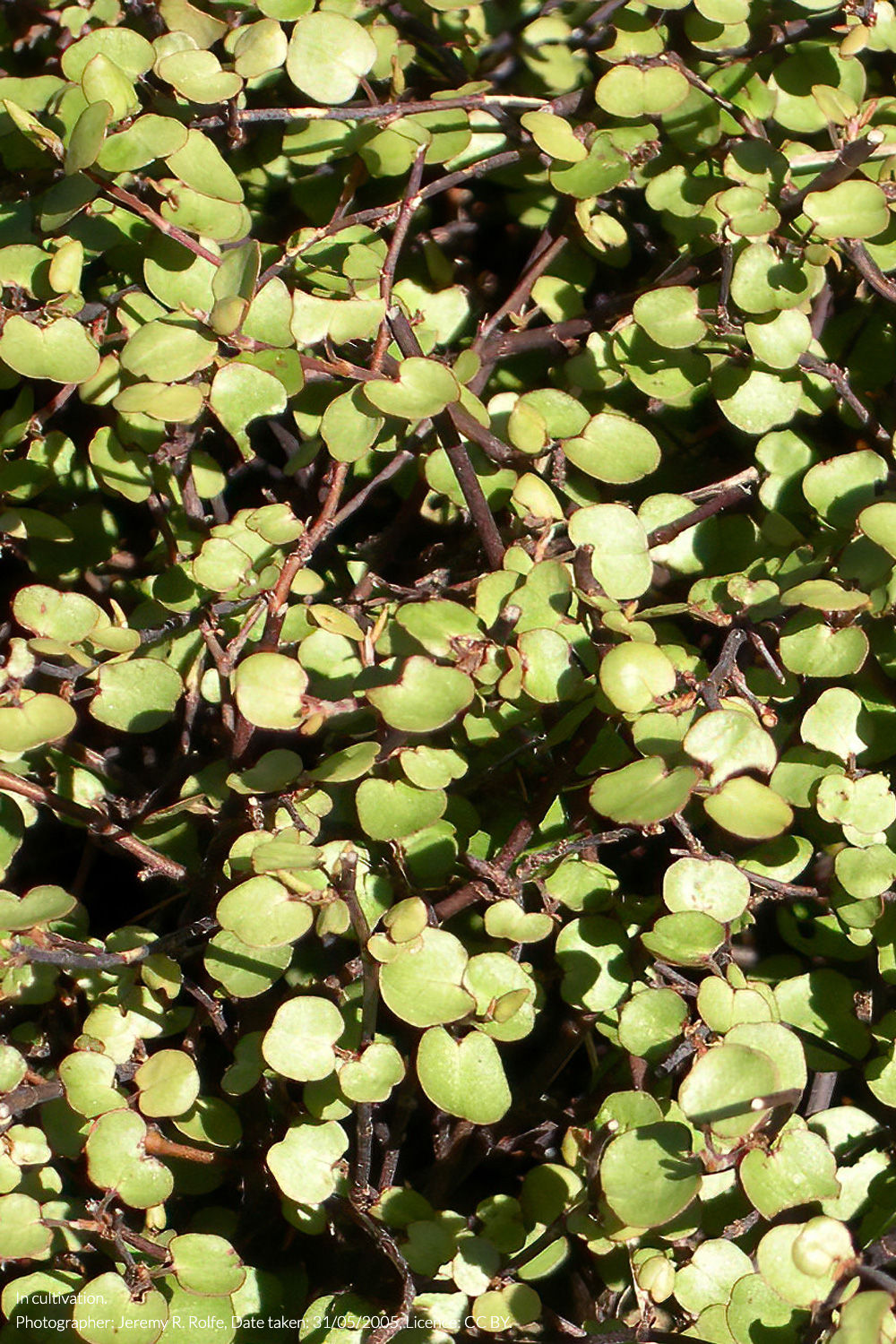 small-leaved pōhuehue