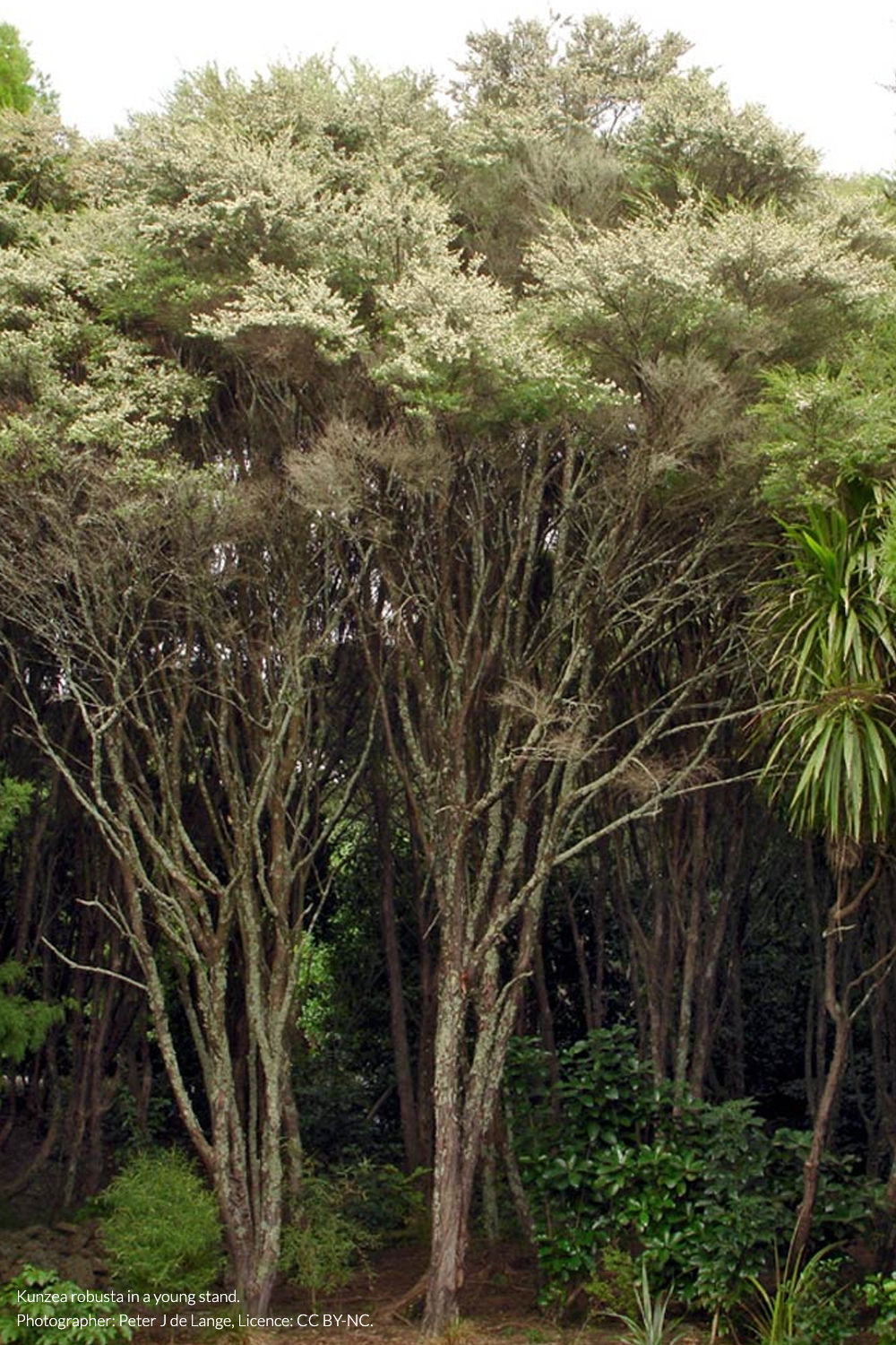 rawirinui