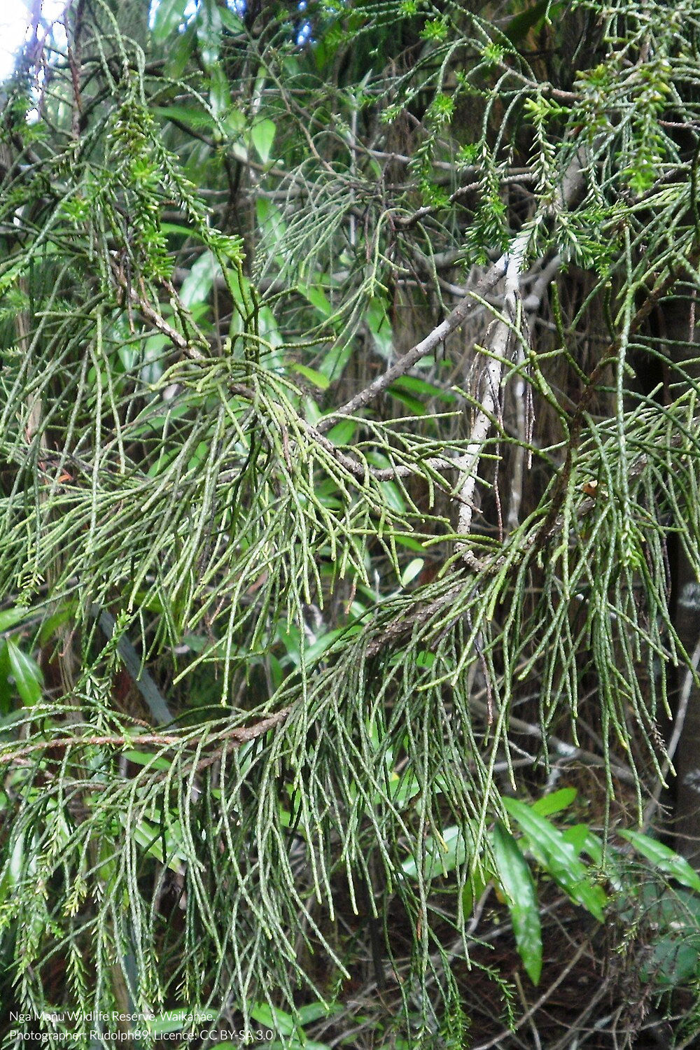 manoao