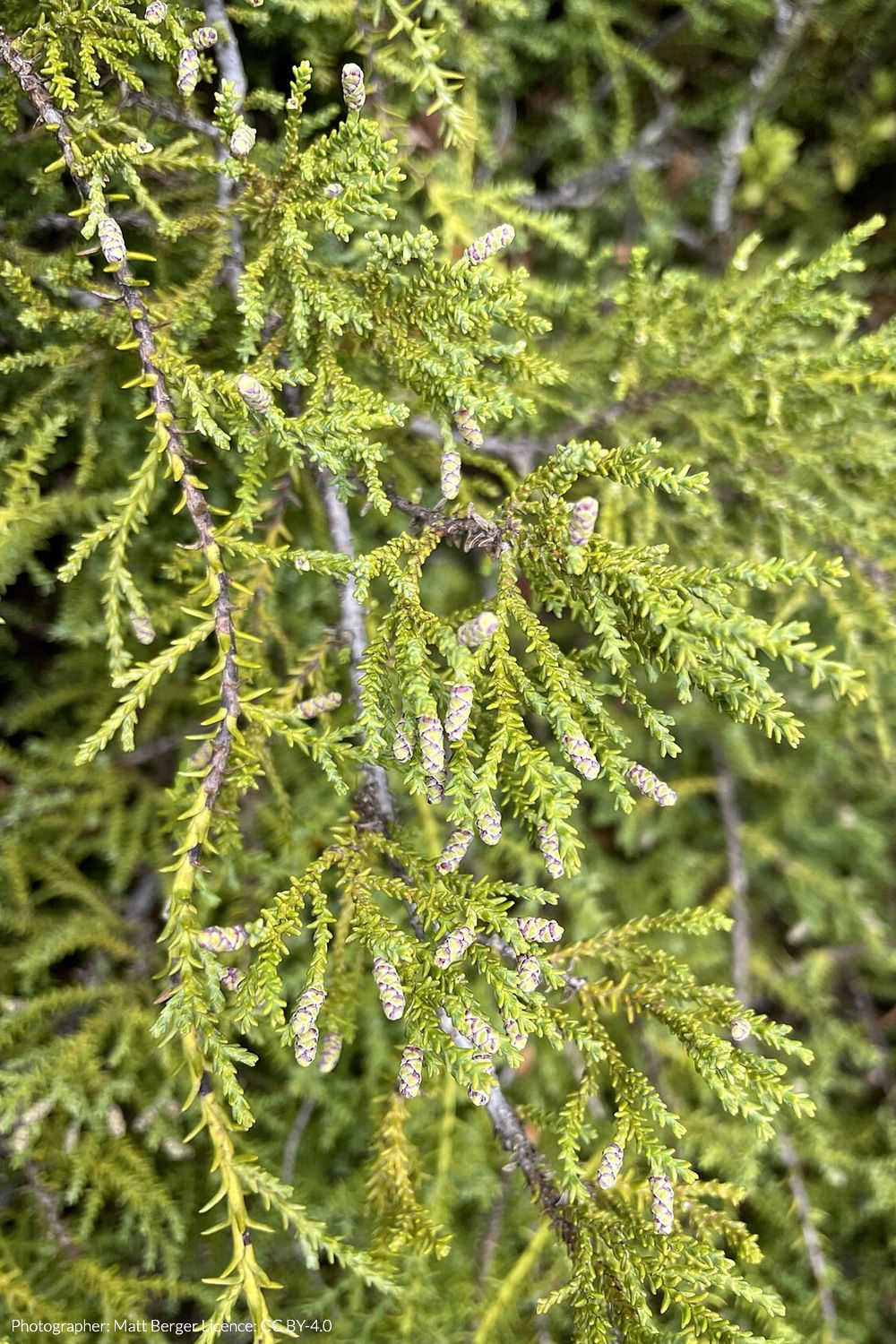 yellow silver pine