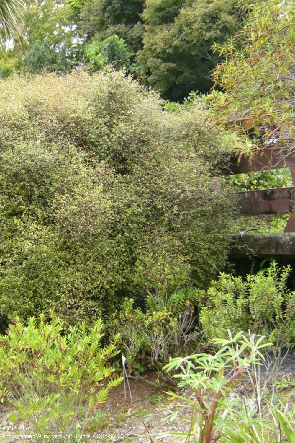 shrubby tororaro