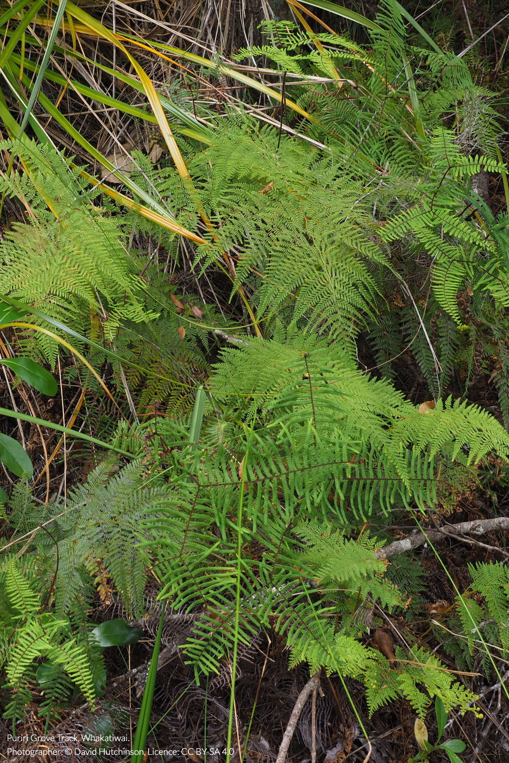 lace fern
