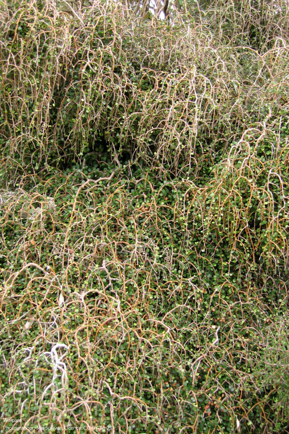 weeping māpou