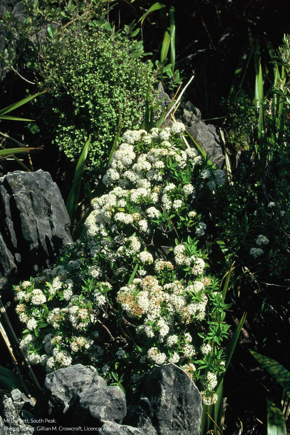tāranga