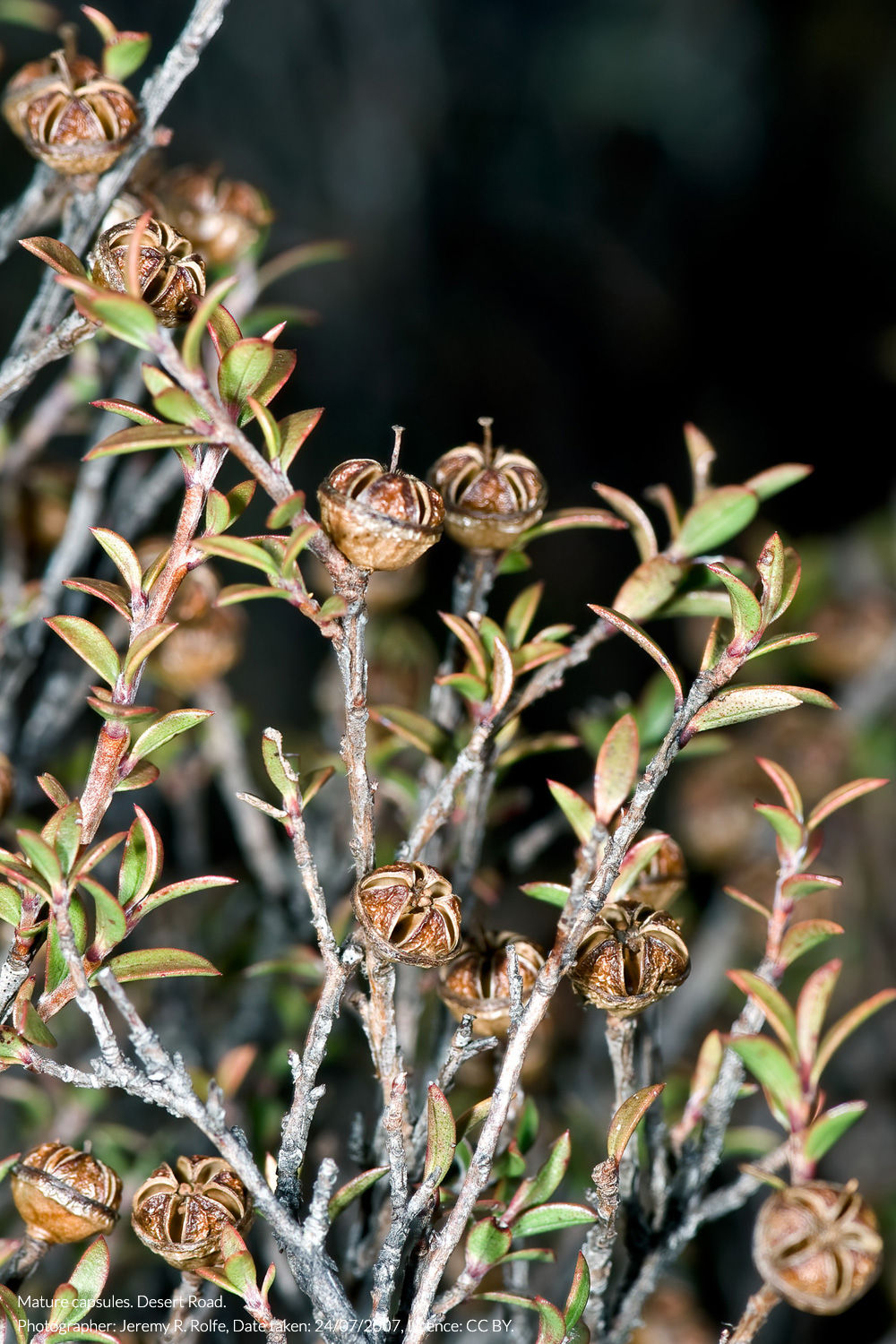 mānuka