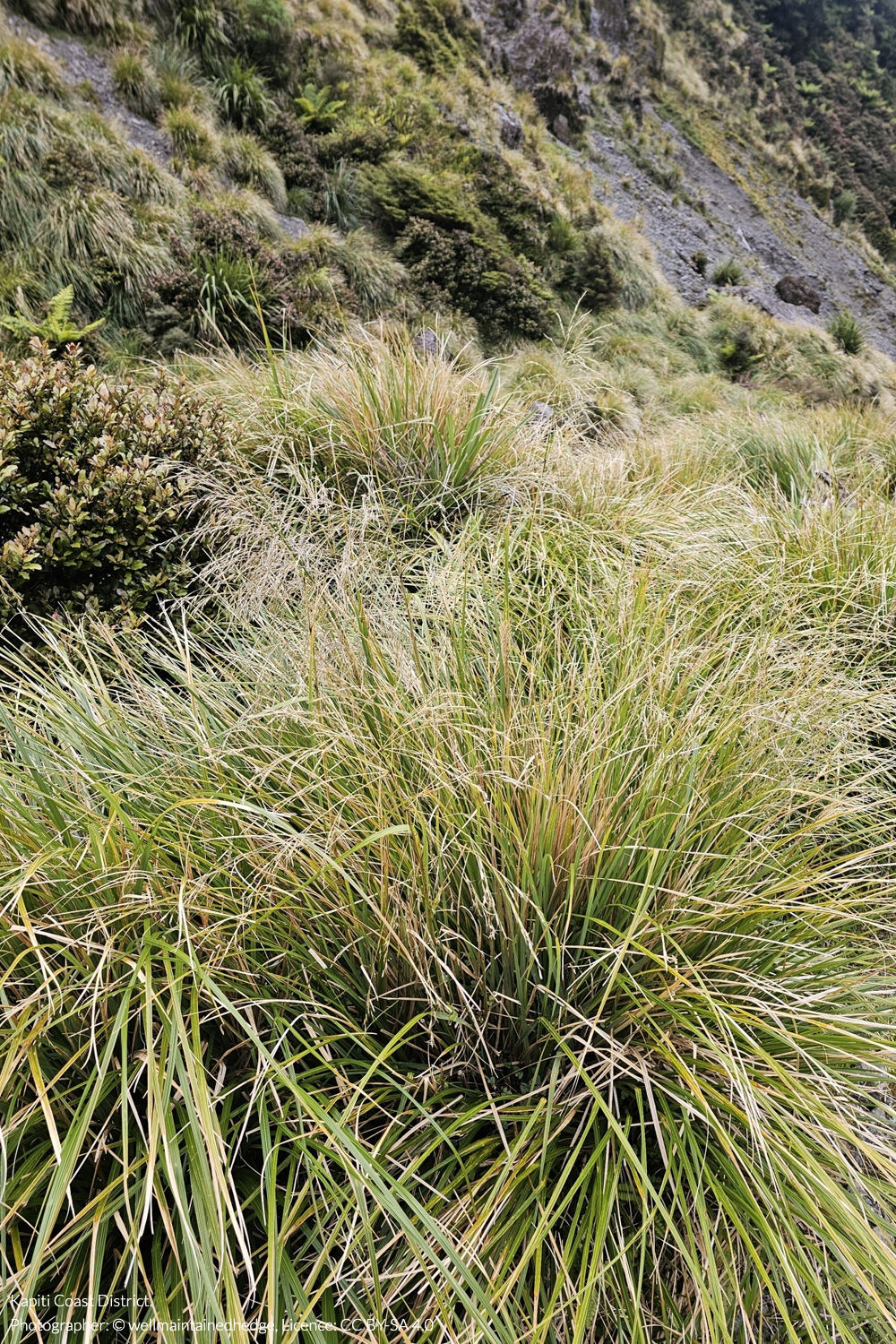 broad-leaved hunangāmoho