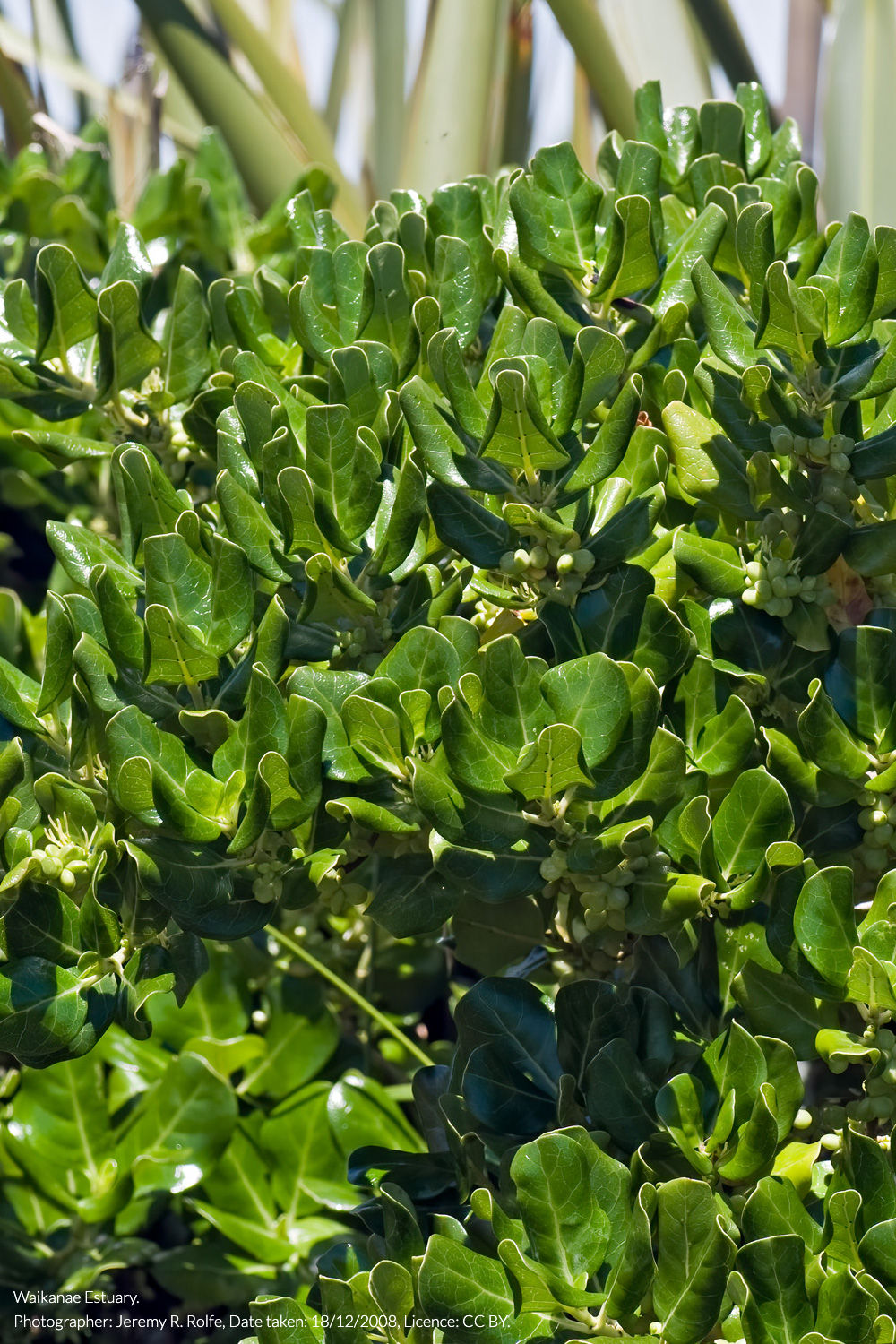 taupata