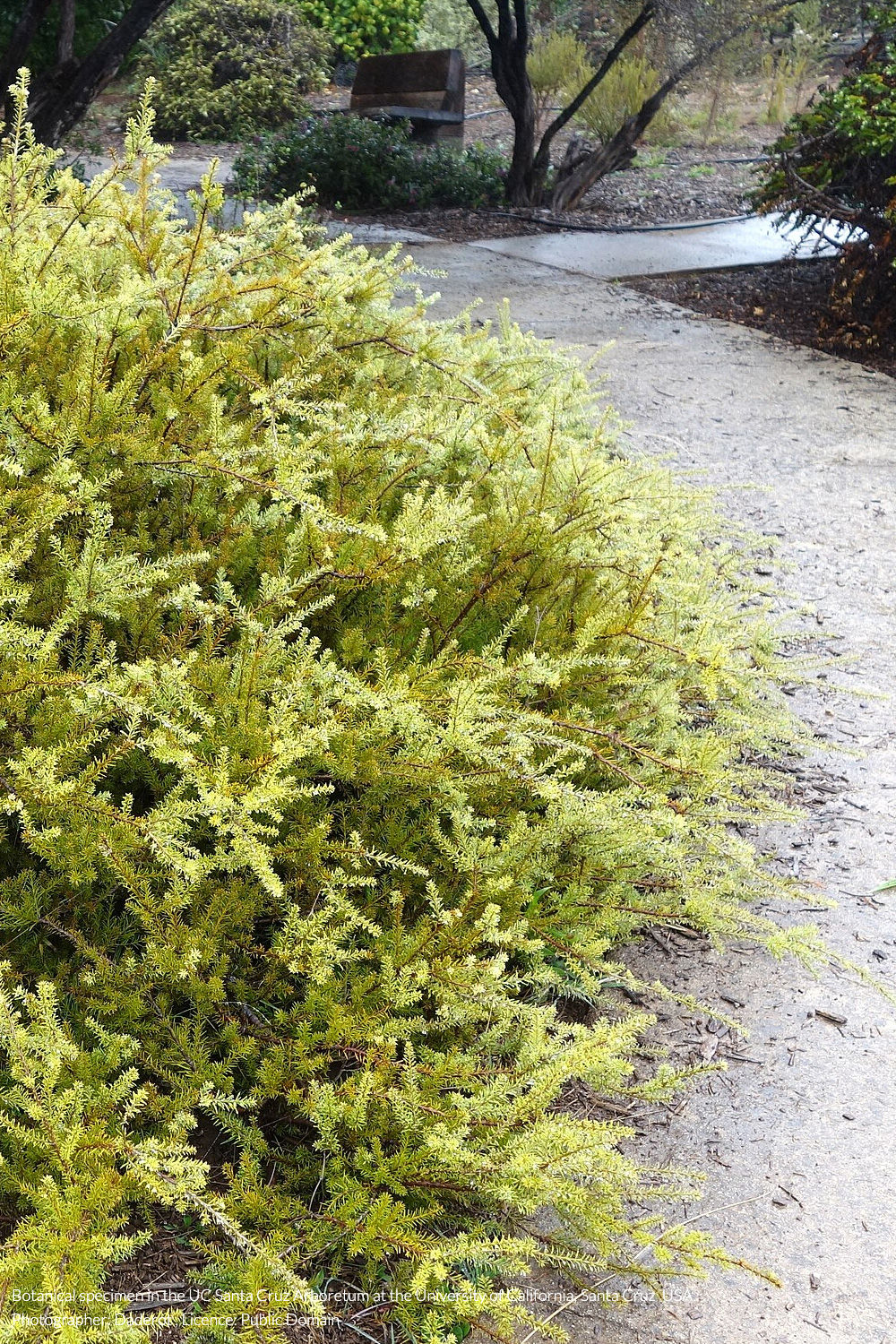 needle-leaved tōtara