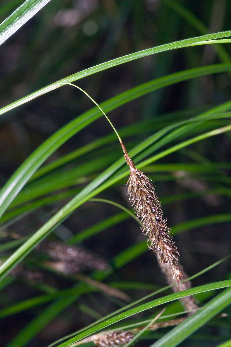 Thumbnail: forest sedge