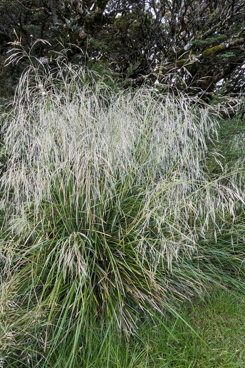 broad-leaved hunangāmoho