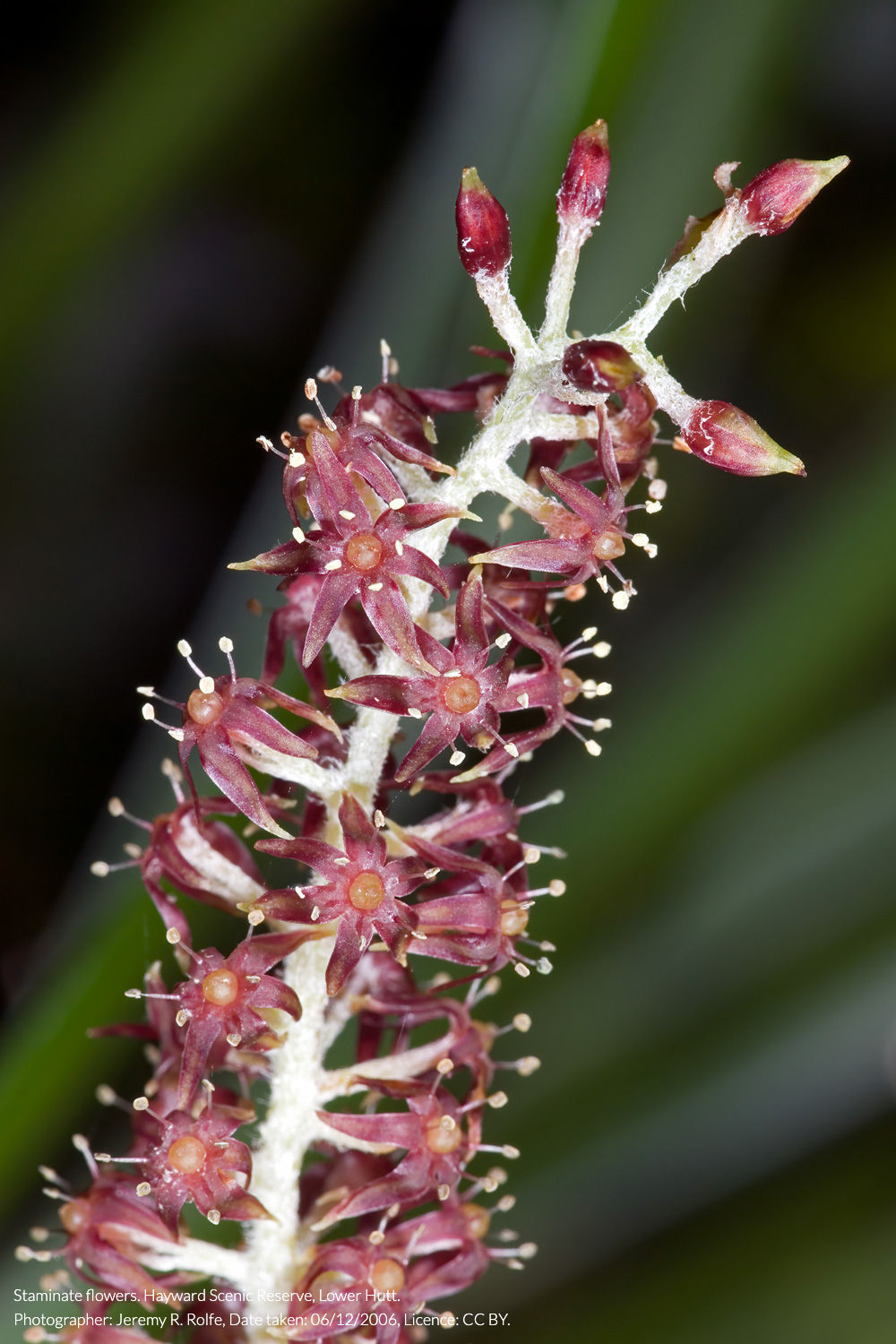 kōwharawhara