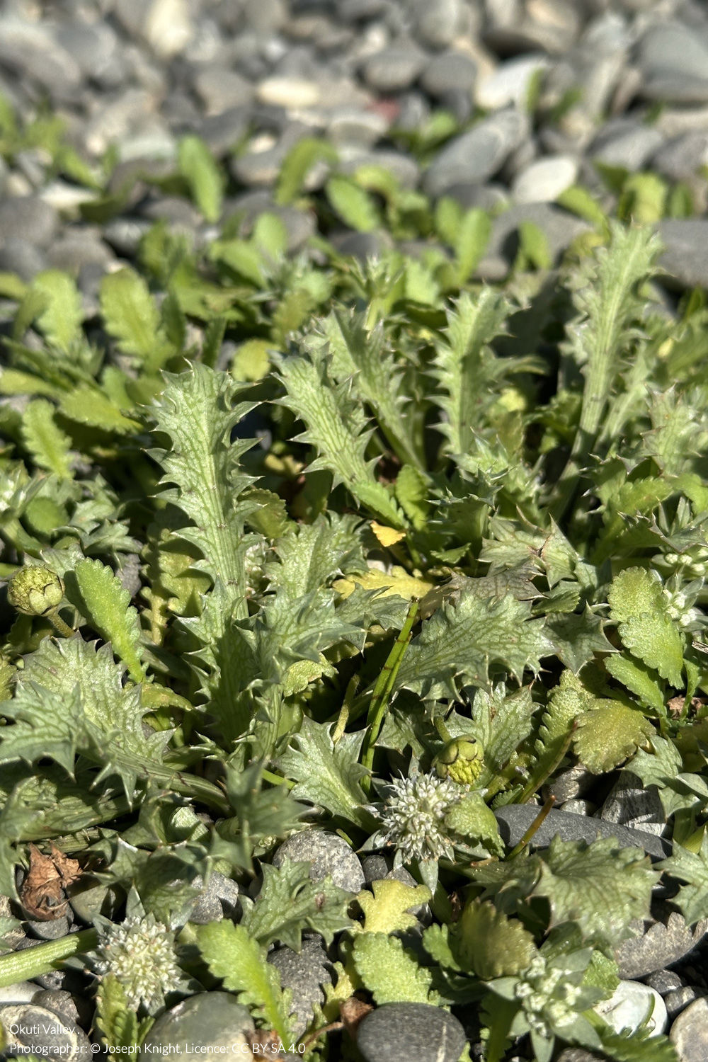 sea holly