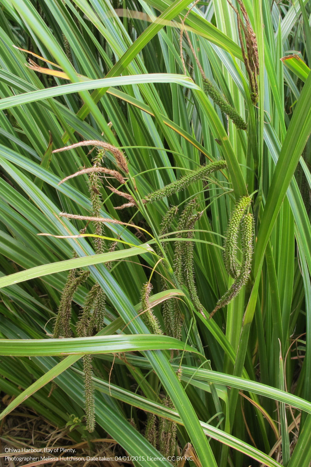 rautahi